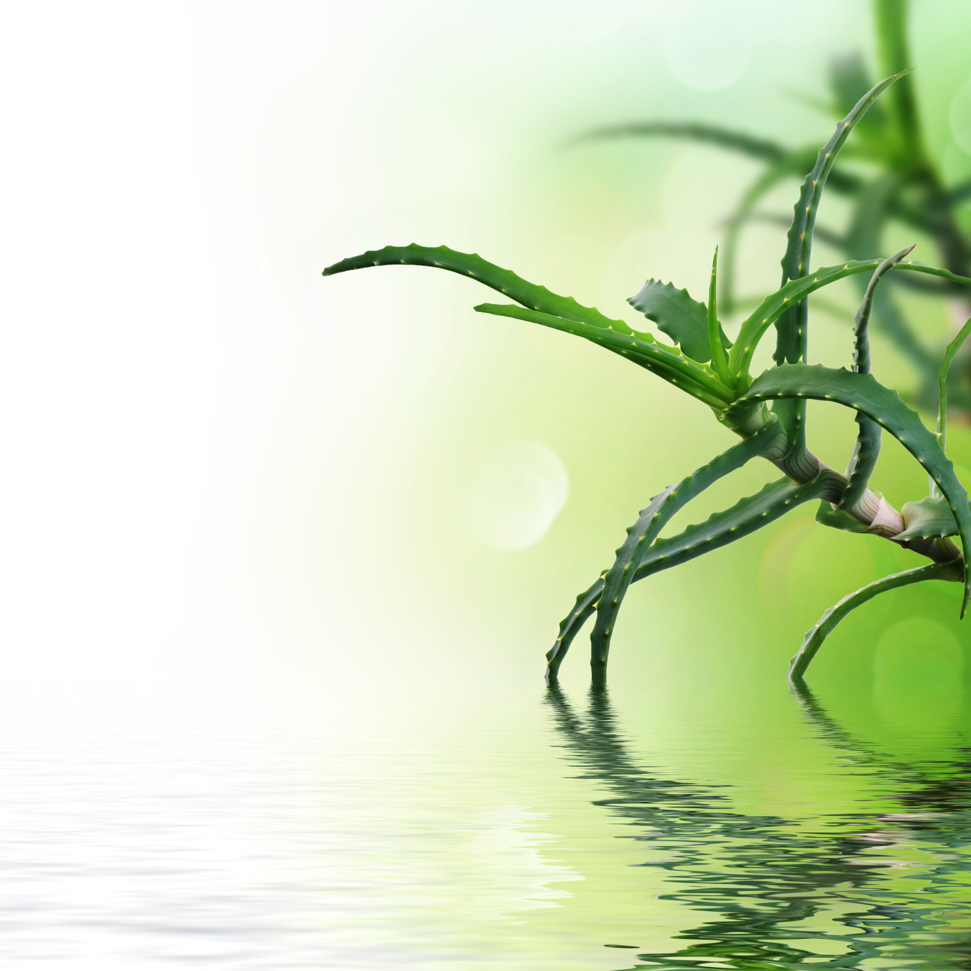Dr. Armah Lavolta Aloe Vera als Inhaltsstoff mit Anti-Aging Effekt